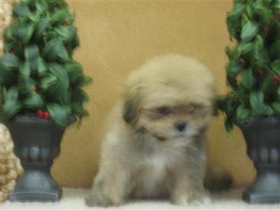 Puppies in KY